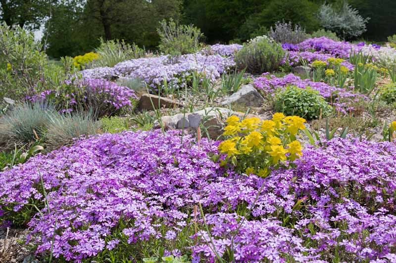 Perennial Plants