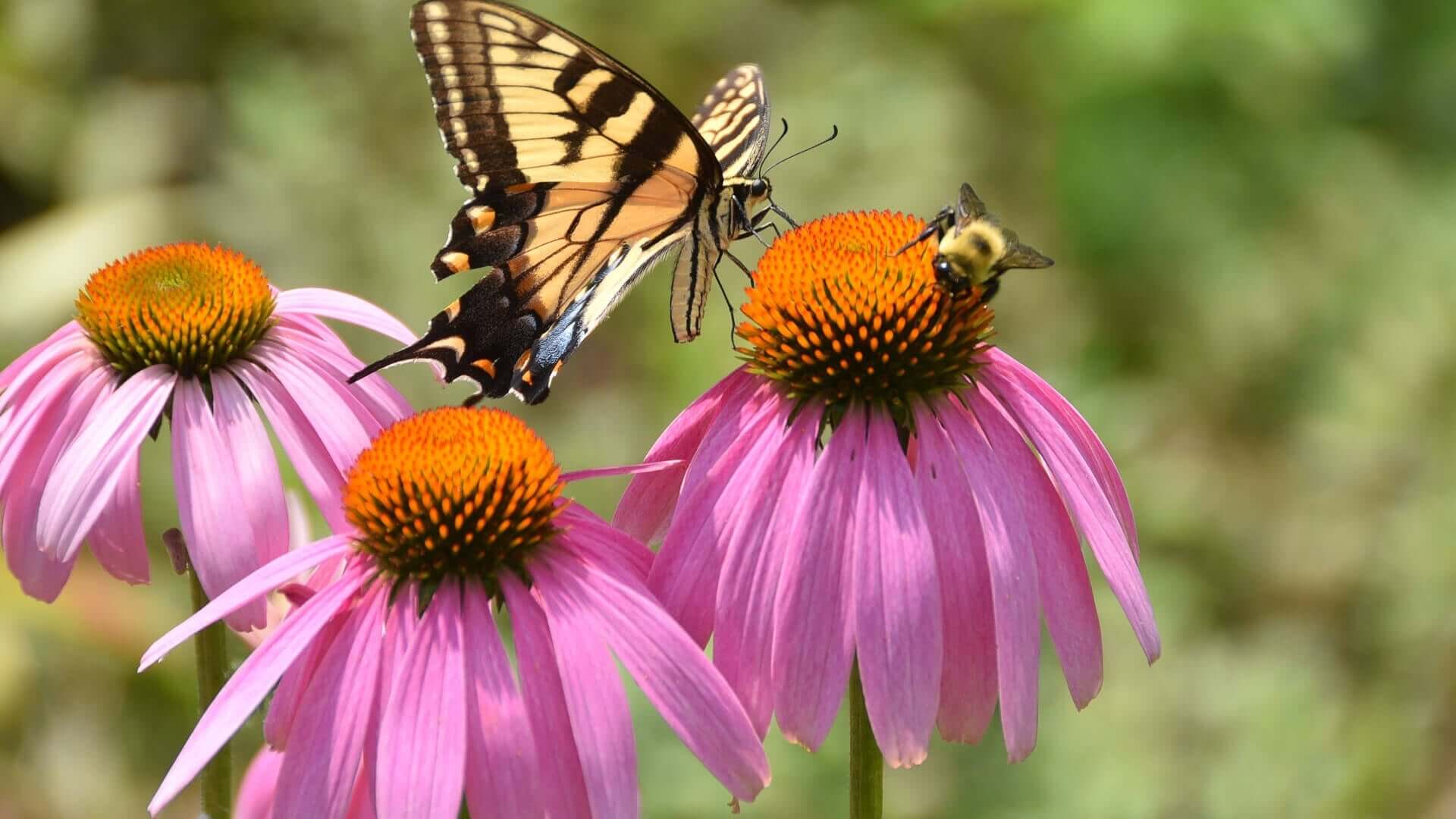 Ecological Benefits of Perennial Plants for Wildlife - Tree Nursery Co