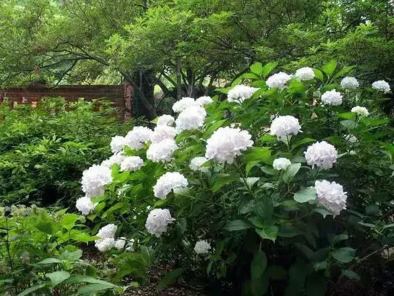 The Remarkable Perennial Plants