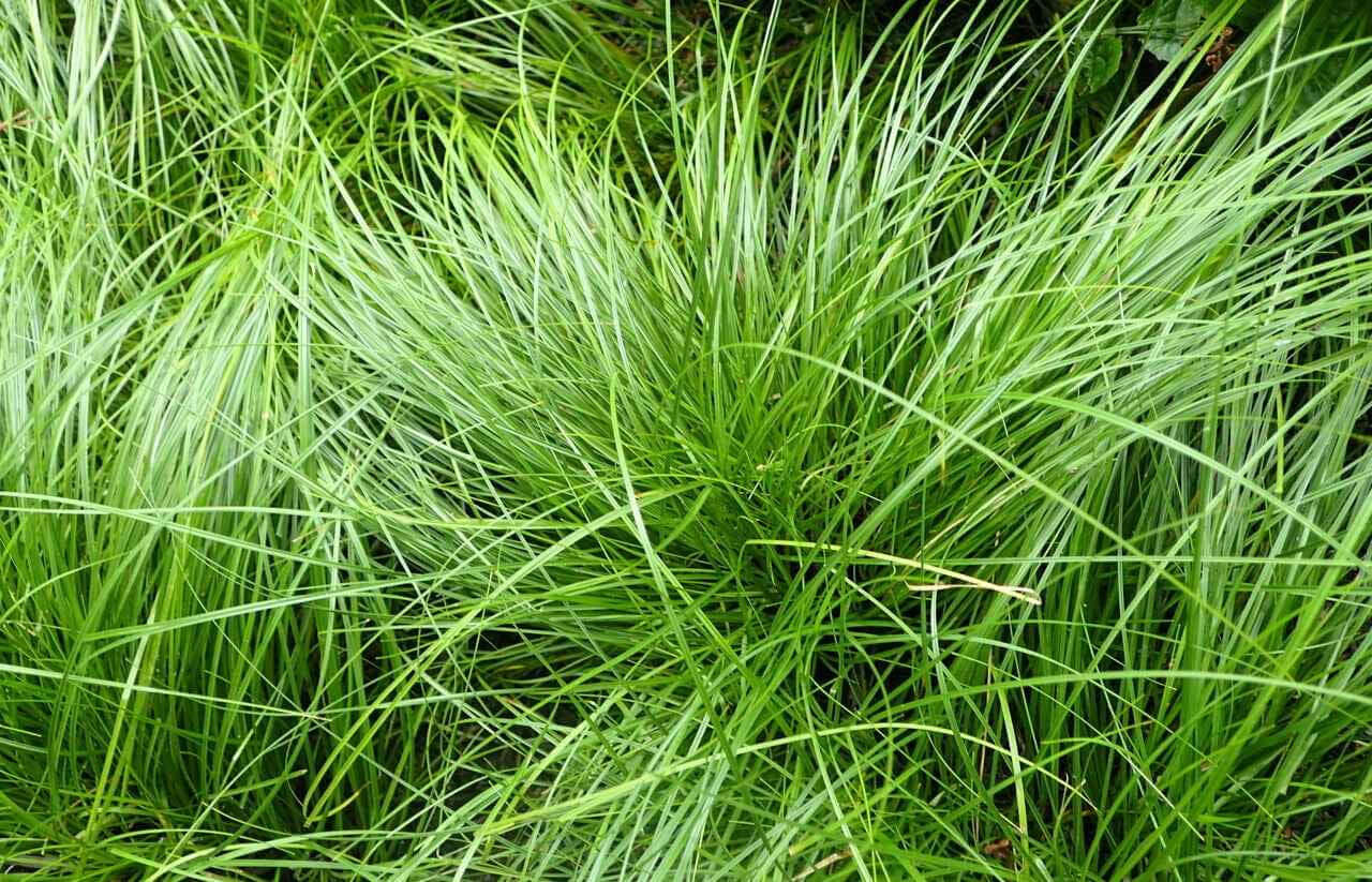 Grass