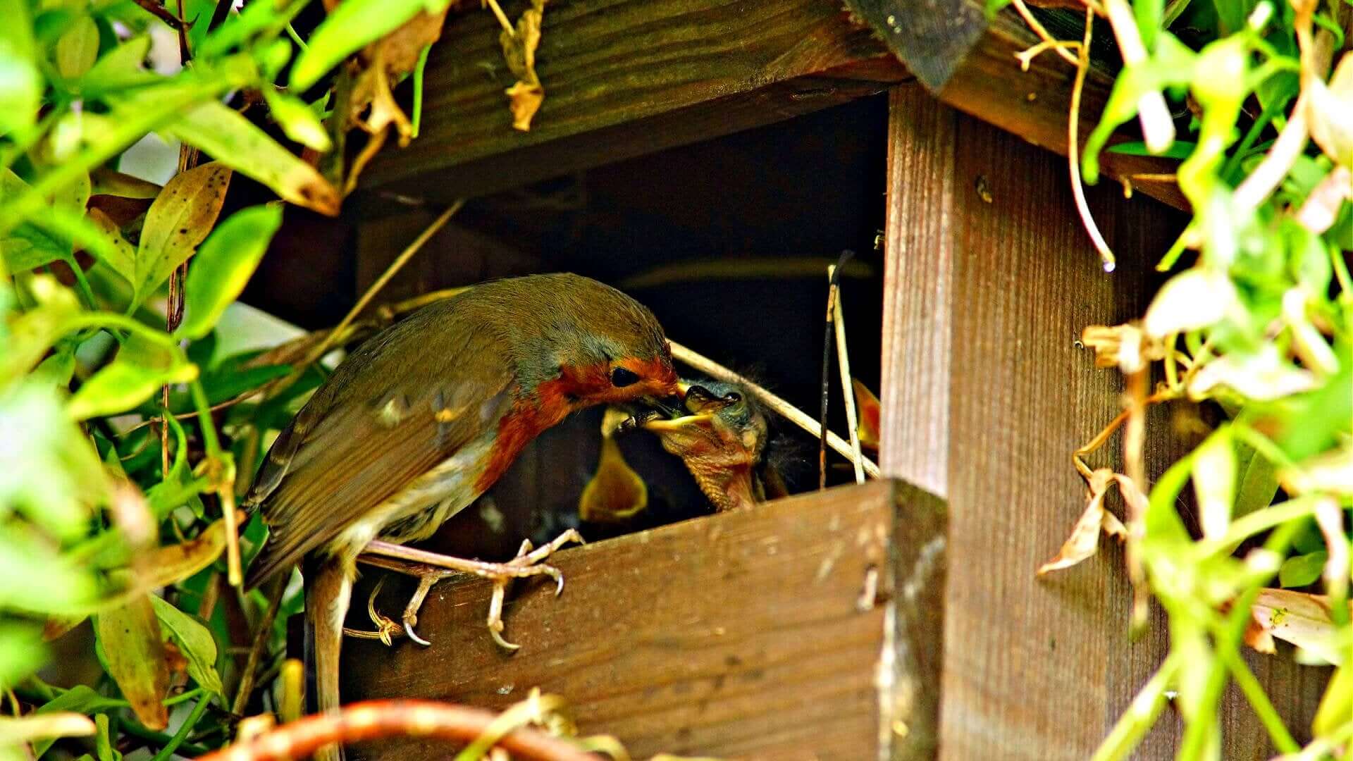 How To Make A Perfect Bird Garden - Tree Nursery Co