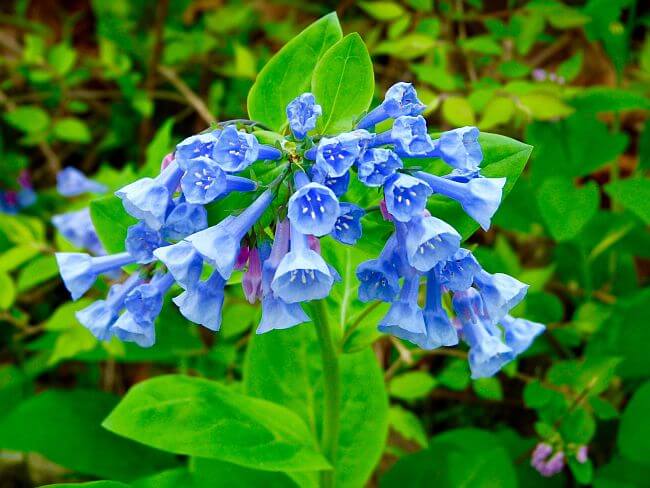 Perennials Make Excellent Starter Gardens - Tree Nursery Co