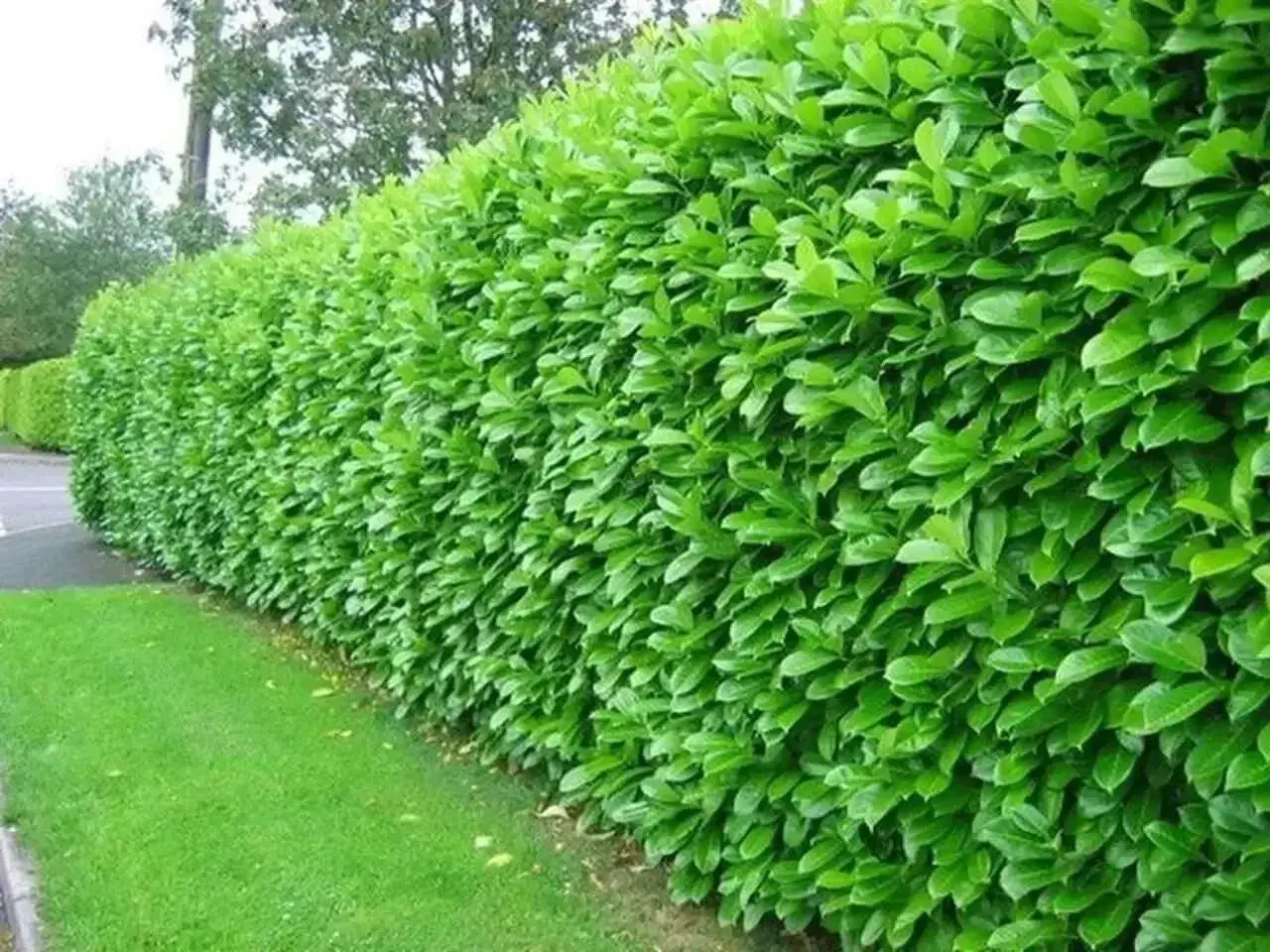 seedlings