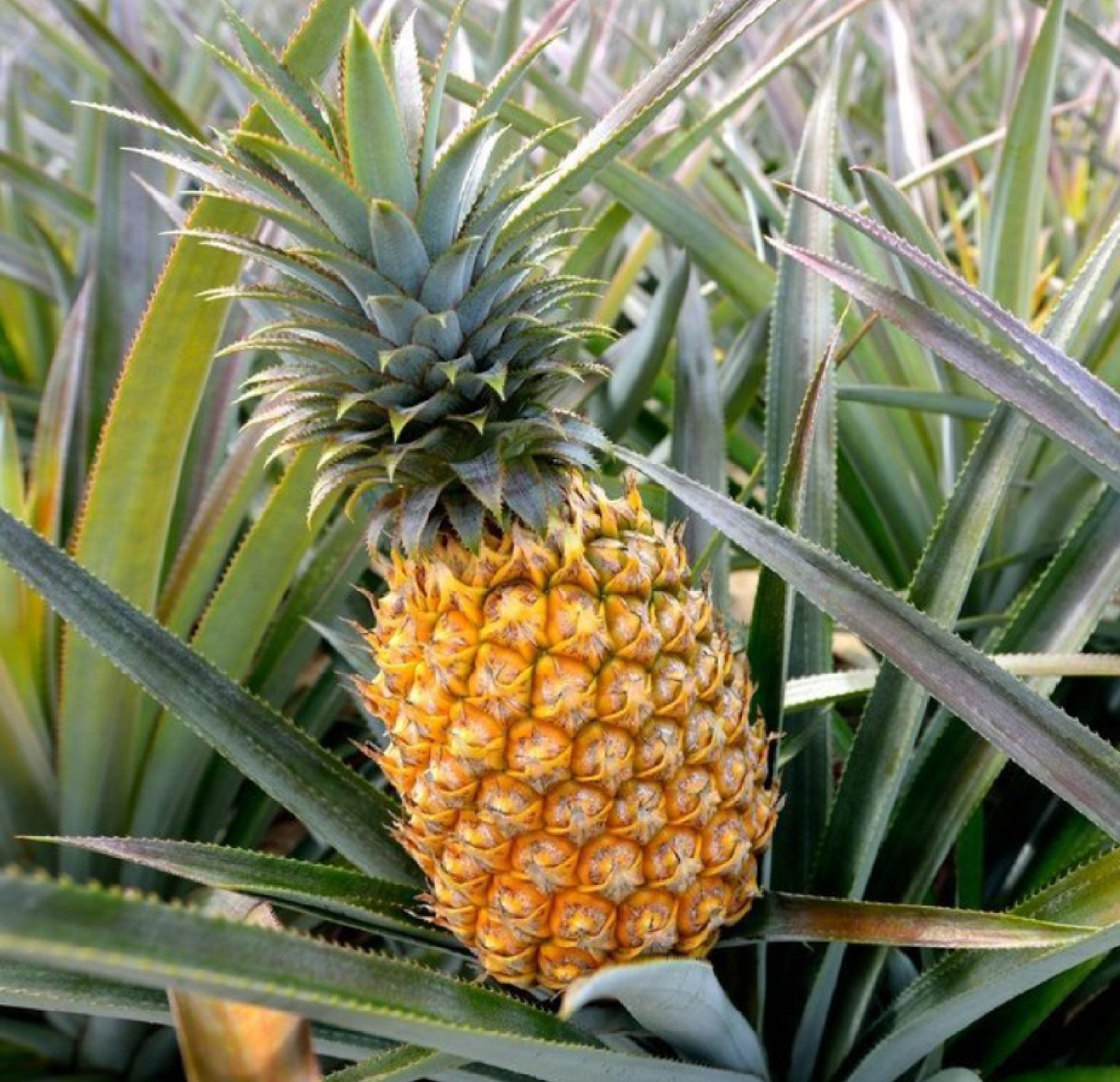 Unique Fruits for Your Patio or Backyard