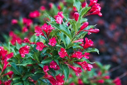 Flowering Shrubs