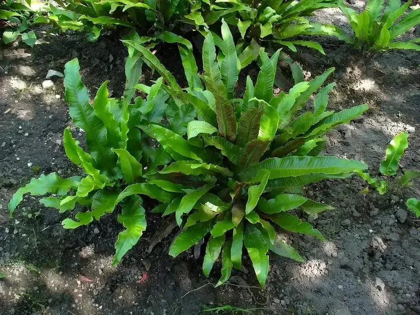 ferns