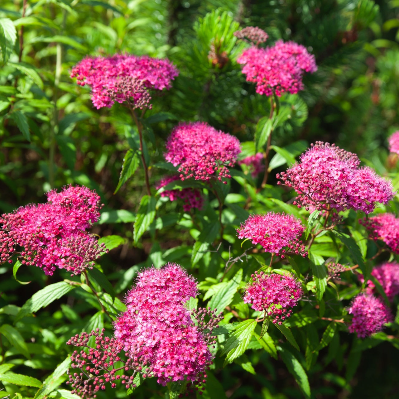 Pink Spiraea - TN Nursery