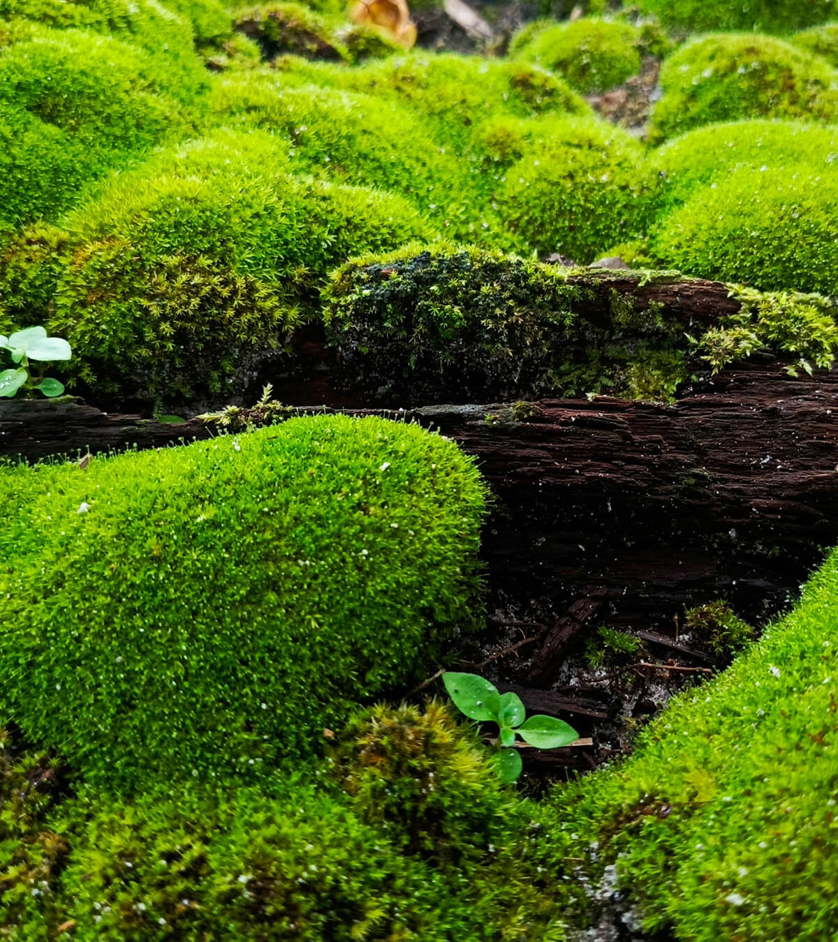 Moss