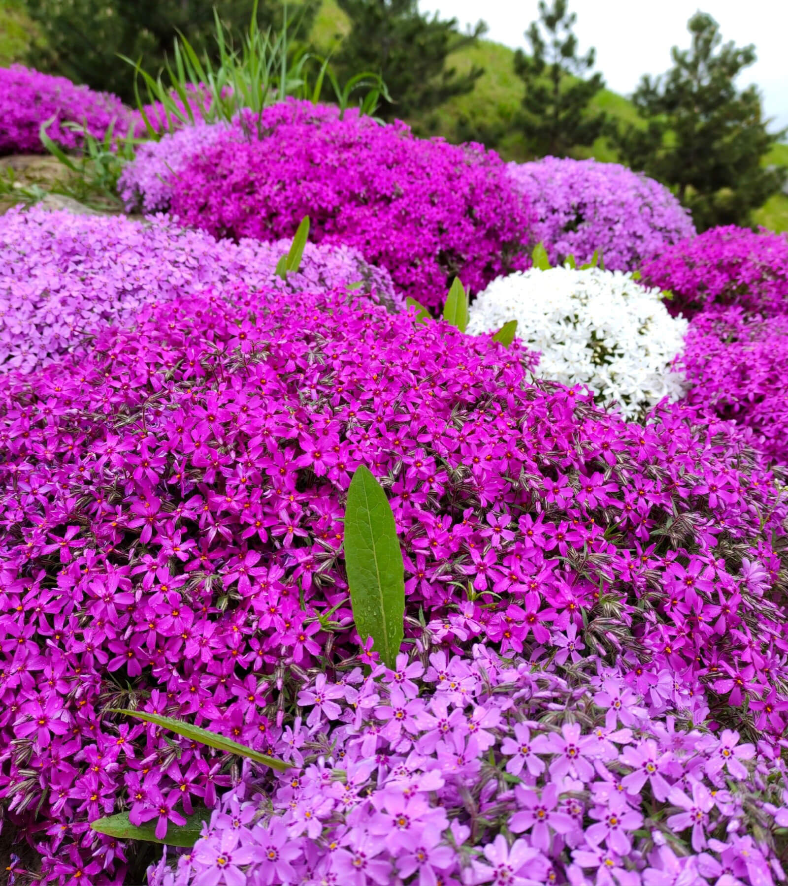 Ground Cover
