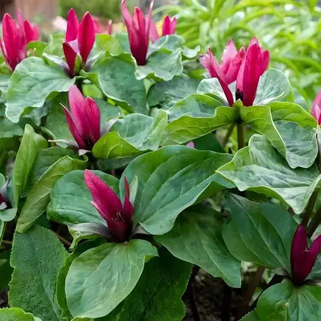 Ground Covers - 25 Plants - TN Nursery