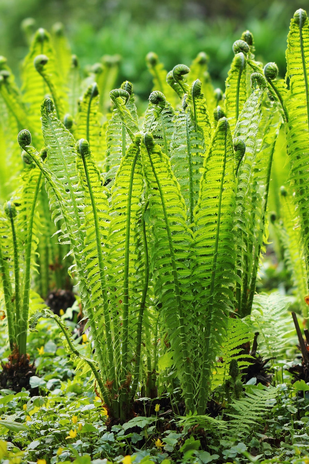 Fiddlehead Fern