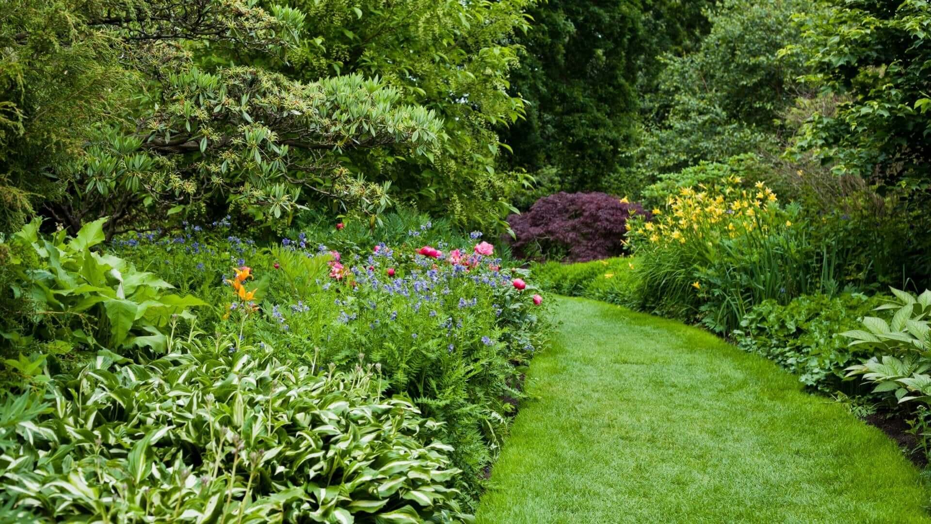 The Photographer's Handbook to Capturing your Garden - Tree Nursery Co