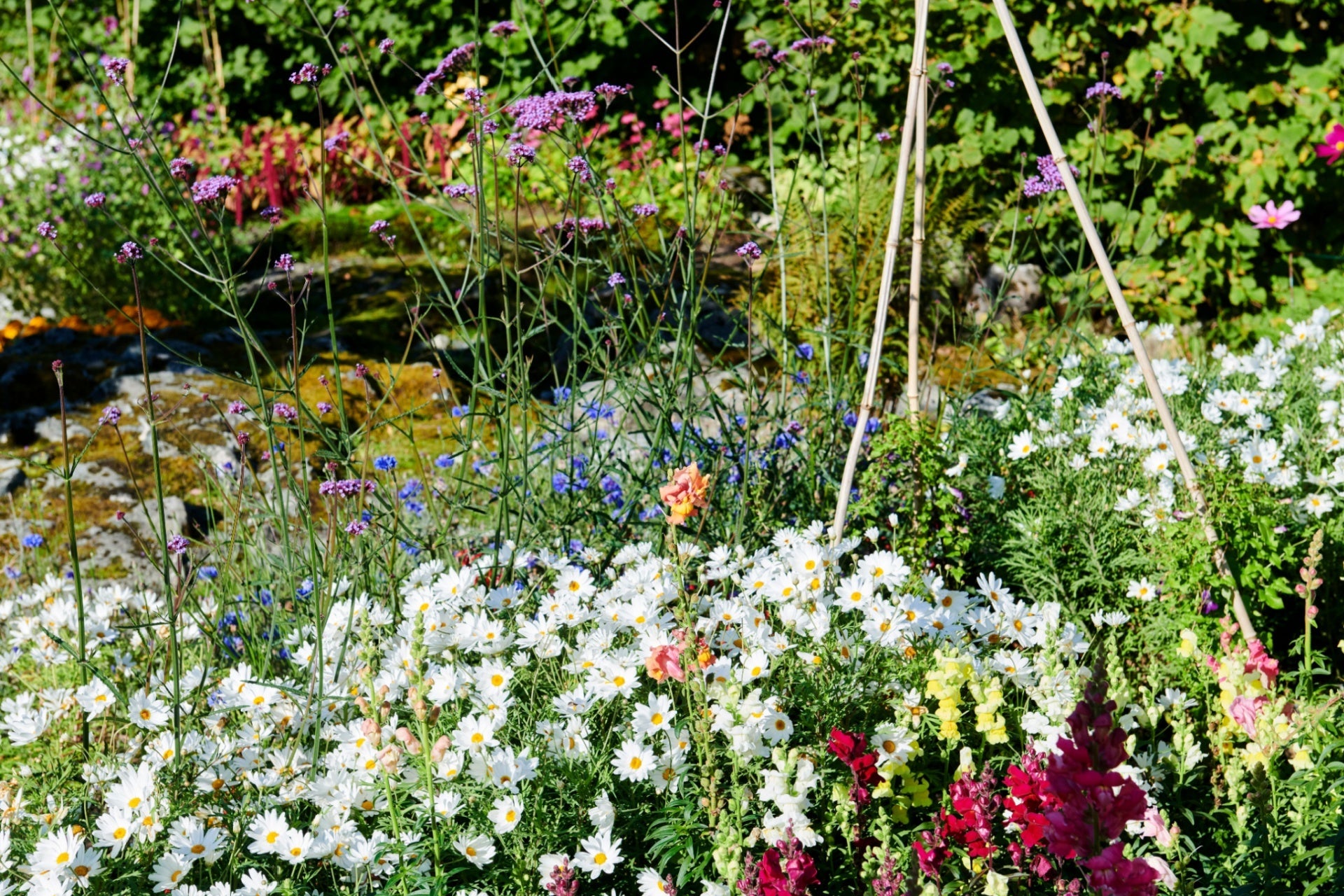 wildflower garden