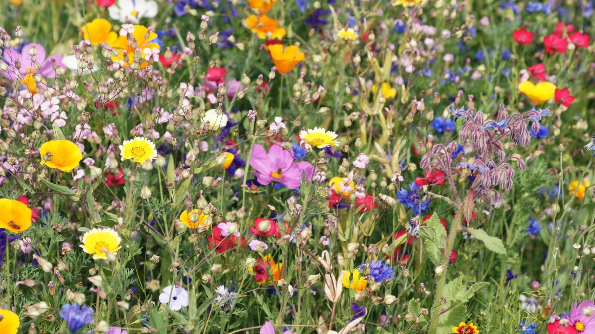 Planting Wild Flowers - Tree Nursery Co