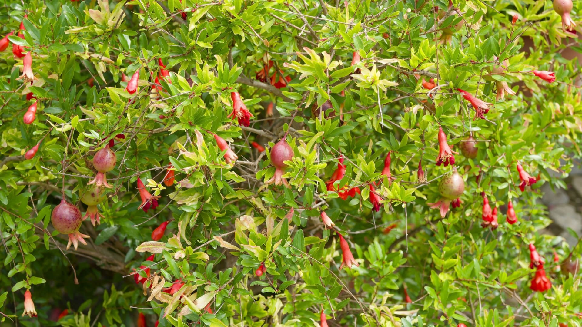 Miniature Beauty: Dwarf Red Pomegranates in Ornamental Landscapes - Tree Nursery Co