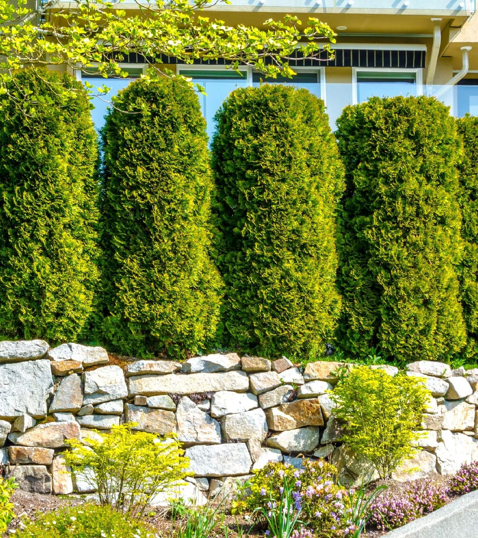evergreens